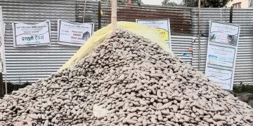 महोत्सवमा ४० टन आलुको कारोवार