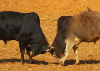 कास्कीमा पहिलो पटक गोरु जुधाई प्रतियोगिता हुँदै