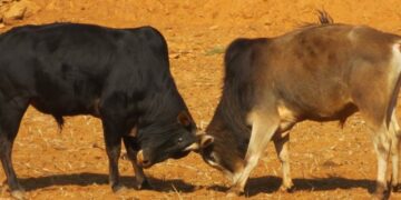 कास्कीमा पहिलो पटक गोरु जुधाई प्रतियोगिता हुँदै