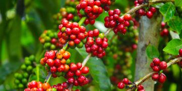 सराङकोटमा कफि खेति तालिम सम्पन्न