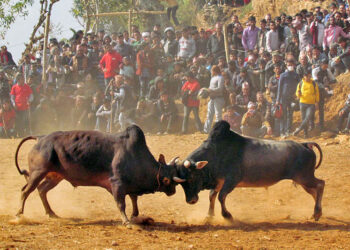 सोंथर बेँसी मेलाको तयारी तिब्र,गाेरु जुदाई मुख्य आकर्षण!