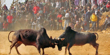 सोंथर बेँसी मेलाको तयारी तिब्र,गाेरु जुदाई मुख्य आकर्षण!