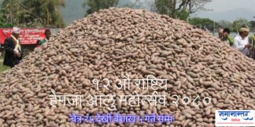 आलु महोत्सवको तयारी अन्तिम चरणमा