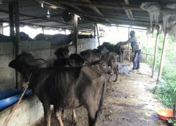 दुध उत्पादनमा लगानी विस्तार गर्दै महिला सहकारी