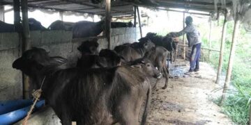 दुध उत्पादनमा लगानी विस्तार गर्दै महिला सहकारी