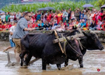 हेमजा हिले महोत्सवको तयारी तीव्र