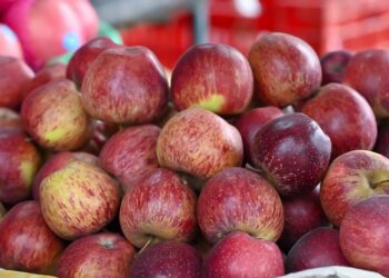 जुम्लामा यस वर्ष हालसम्म करिब ६१ करोडको स्याउ बिक्री