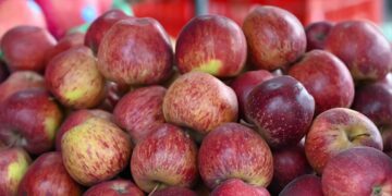 जुम्लामा यस वर्ष हालसम्म करिब ६१ करोडको स्याउ बिक्री