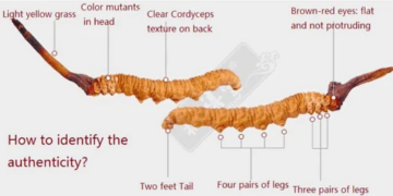 तीन महिनामा करिब १२ करोड रुपैयाँ बराबरको यार्सागुम्बा निर्यात